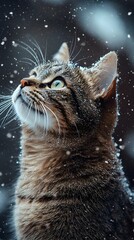Snow-Covered Cat Close-Up