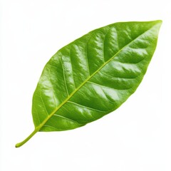 Obraz premium Single vibrant green leaf with visible veins isolated on white background