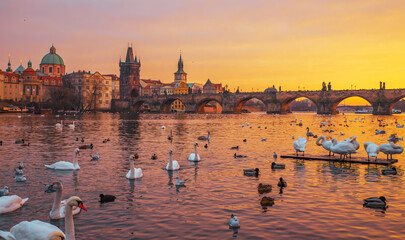 Golden sunset over Prague&rsquo;s Charles Bridge with swans and ducks on the Vltava River, creating a serene and romantic atmosphere