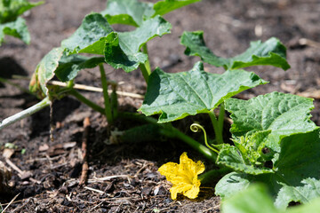 Cucumbers blooming in the garden in summer, selective focus.