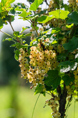 White currant growing in the garden in summer, selective focus.