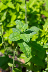 Mint growing in the garden in summer, selective focus.