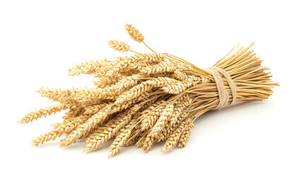 Bunch of ripe cereal. Mix of wheat ears, rye, barley and oats isolated on white background