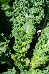 Kale growing in the garden in summer, selective focus.