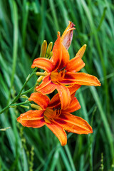 Hemerocallis growing in the garden in summer, selective focus.