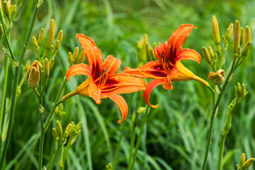 Hemerocallis growing in the garden in summer, selective focus.