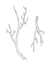 Vector set of branches. Hand drawn illustration with branches without leaves. Vector graphics, botanical realistic branches isolated on white background. Branch, snag. For design and decoration