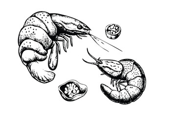 Shrimp & Prawn Vector Engraving Set. Detailed Monochrome Seafood Illustrations. Vintage Stipple & Hatching Culinary Style Icons & Symbols