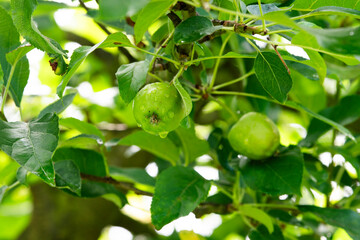 Apples growing in the garden in summer, selective focus.