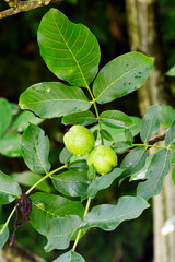 Walnut tree growing in the garden in summer, selective focus.