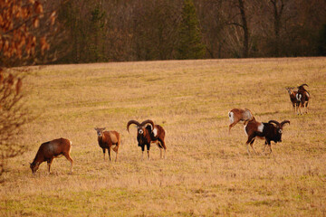 Mouflon Group Herd in Open Meadow with Natural Surroundings