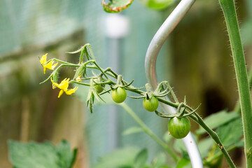 Tomatoes growing in the garden in summer, selective focus.