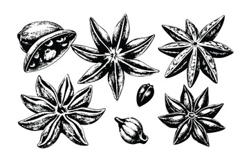 Star Anise Vector Engraving Set. Detailed Monochrome Botanical Illustrations of a Spice. Vintage Stipple & Hatching Style Icons & Symbols