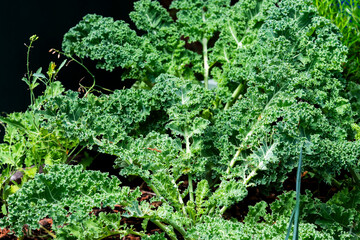 Kale growing in the garden in summer, selective focus.