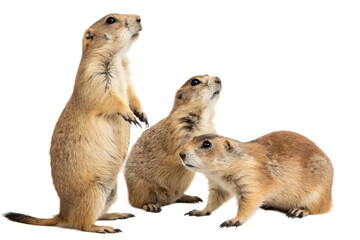 Three prairie dogs standing and looking up with alert expressions A I isolated on a transparent background