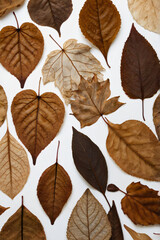 Obraz premium Close-Up of Dried Leaves on Neutral Background – Organic Autumn Texture in 4K