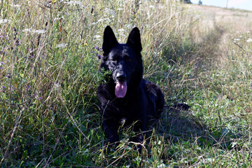 black german shepherd dog