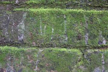 brick wall with moss