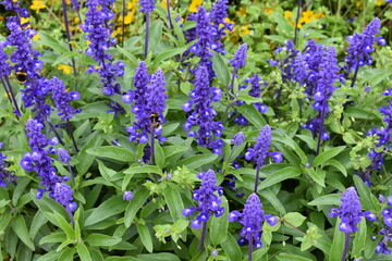 lavender flowers close up