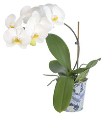 Orchidée phalaenopsis blanche