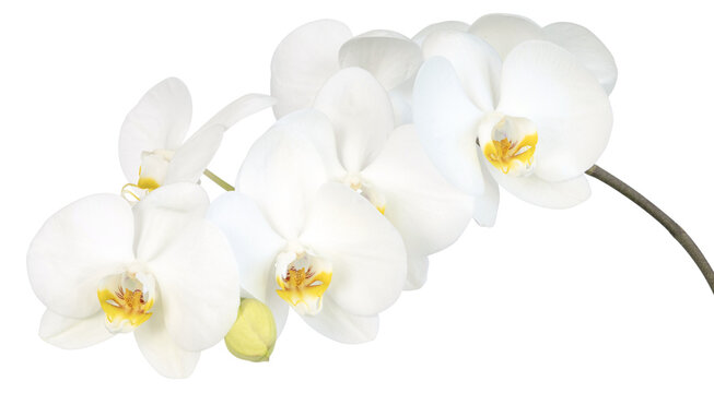 Fleurs d'orchid&eacute;e phalaenopsis blanche	
