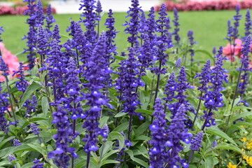 lavender flowers in the garden