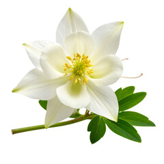 Obraz premium Minimalist Botanical Composition of White Columbine with Lush Foliage, White Background