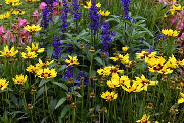 colorful spring flowers