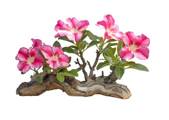 Adenium obesum with pink flowers isolated on white or transparent background Cutout PNG