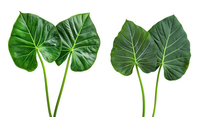 Close-up of Two Large Green Leaves with Detailed Veins and Stems isolated on white or transparent background