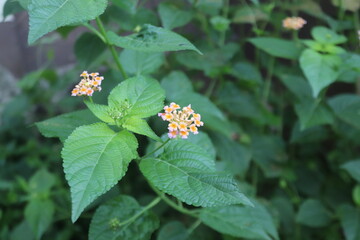 Vibrant Lantana Camara Blooms in a Summer Garden
