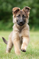 Adorable German Shepherd puppy running on grass in a sunny garden