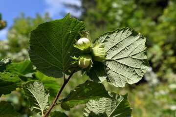 hazelnut on the tree