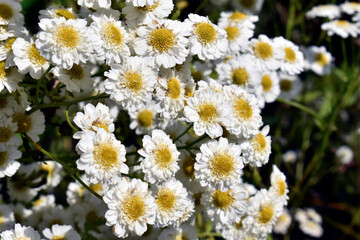 white flowers in the garden