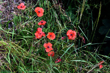 red poppy flowers
