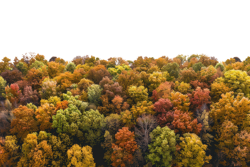 Autumn trees with green orange and yellow colors viewed aerially.