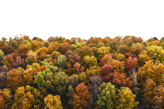 Autumn trees with green orange and yellow colors viewed aerially.