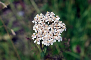 wild flowers in the forest