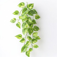 Elegant pothos plant cascading down against a crisp white textured background