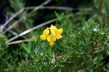 yellow flower in the garden
