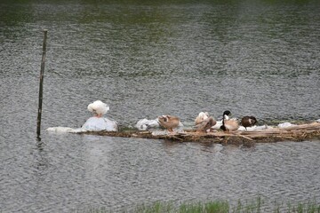 Beautiful ducks joyfully playing in water with a scenic background
