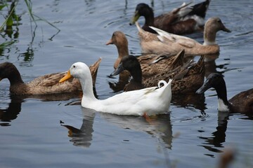 Beautiful ducks joyfully playing in water with a scenic background