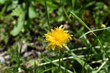 dandelion in the field