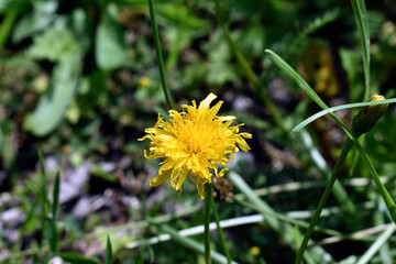 dandelion in the field