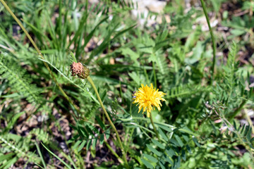 green grass and flowers