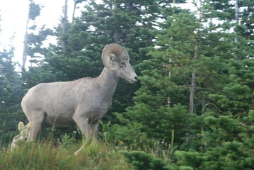 Glacier National Park