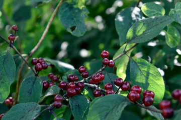 red berries on a branch