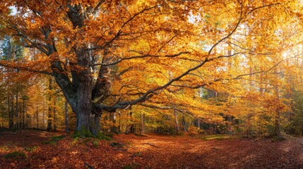 Fototapeta premium The Majestic Autumn Tree Illuminated by Soft Sunlight in a Peaceful Forest.