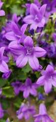 Obraz premium Dalmatian bellflower (Campanula portenschlagiana)