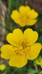 Obraz premium Large-flowered cinquefoil (Potentilla grandiflora)